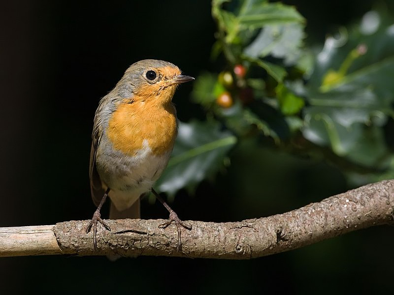 Erithacus rubecula Roodborst Robin